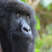  Gorilla (Congo)